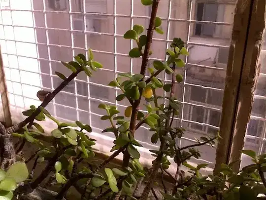 Mystery plant