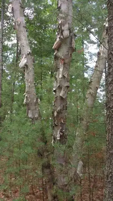 3 trees