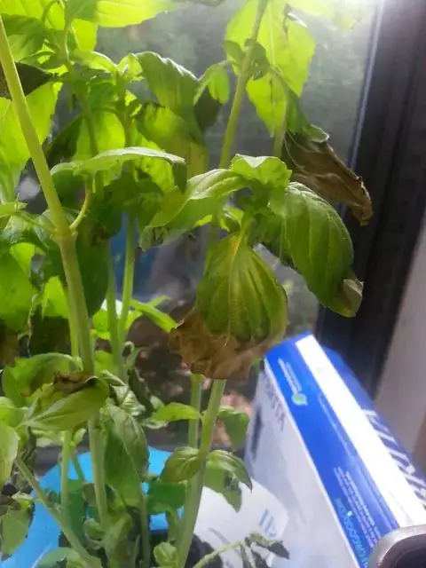 The plant in question