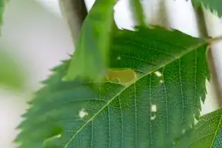 Holes in Leaf 2