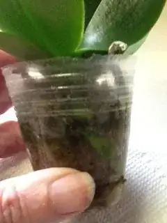 Side view, shriveled stems, green root