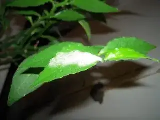 White rash on Pedilanthus tithymaloides