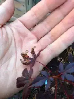 One leaf