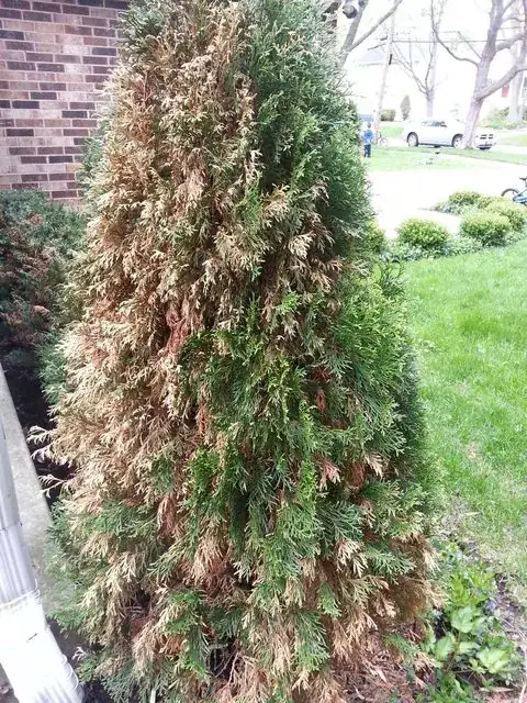 Conifer 1, taller "pine" tree