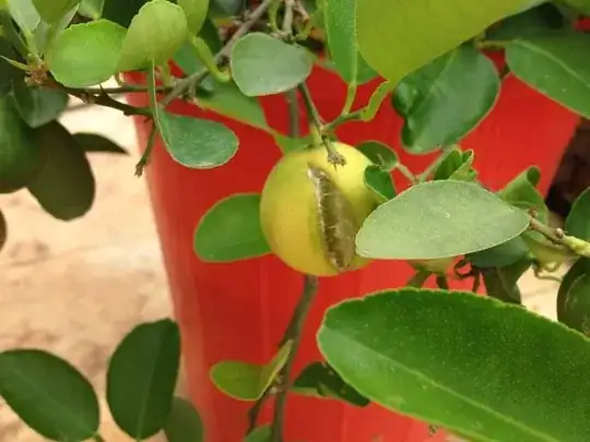 Cracked lemon