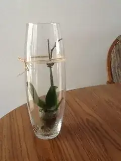 Original container after flowers fell