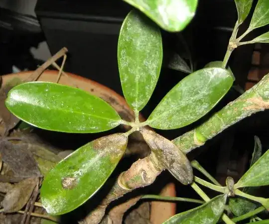 Leaf example
