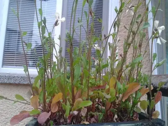 rocket flowering