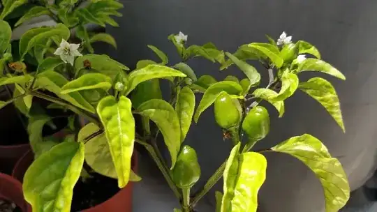 chilli plant
