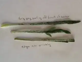 front of leaves