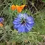 blue