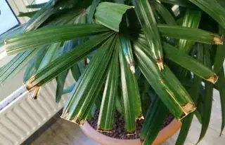 Plant 1 detail