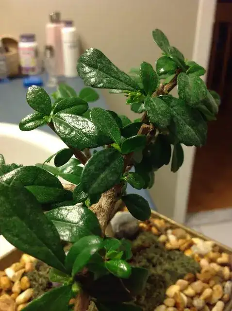leaf detail of the bonsai in question