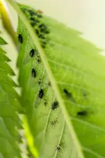 Bugs 2