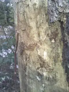 trunk with bark missing
