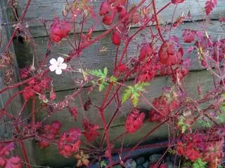 Unidentified Weed