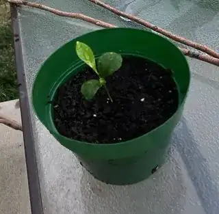 Seedling with three healthy leaves