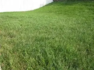 Cool-season lawn