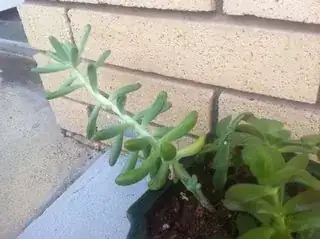 Unknown Succulent