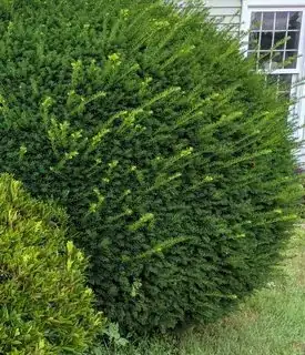 English Yew?