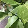 emerging growth