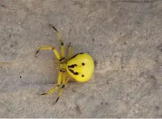 bright yellow spider with black spots and lines