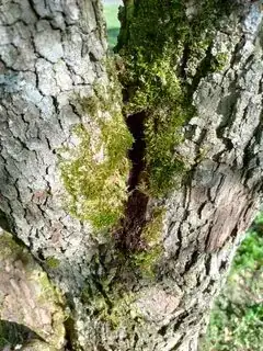 Tree 2