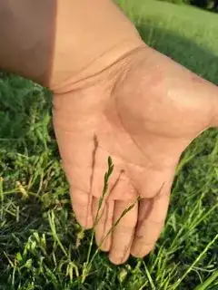 Seedhead 1