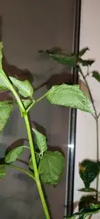 image of damaged plant