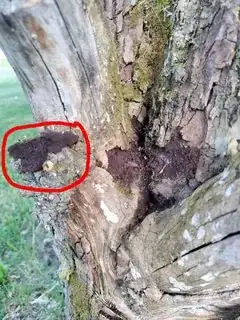 Tree 1