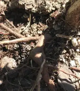 Exposed blueberry roots