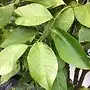 leaves