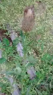 Large seedpod with new young orbs