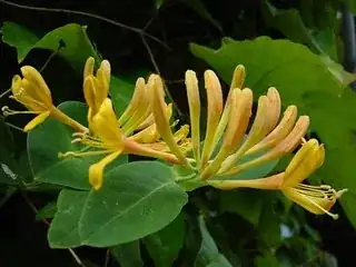 giallo