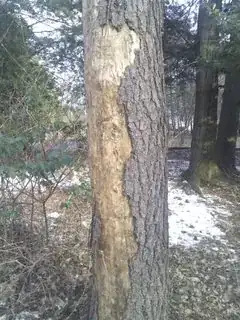 bark missing from tree