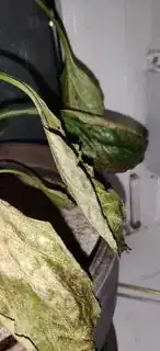 image of damaged plant