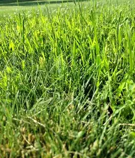 Stemmy growth