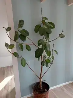complete rubber plant