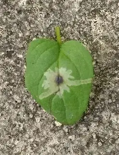 Peppermint leaf