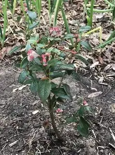 blueberry plant
