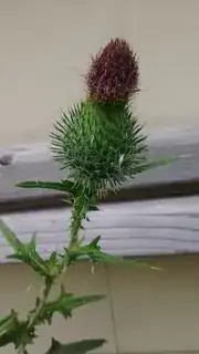 close-up or dark purple part