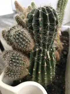 Green cactus