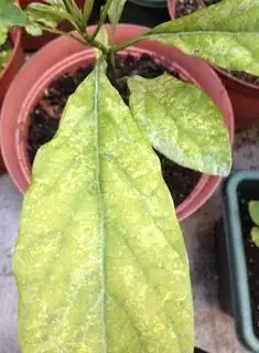 Avocado