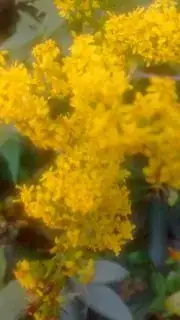 Blurry close-up of flowers