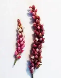 flower buds