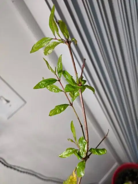 Example of new growth