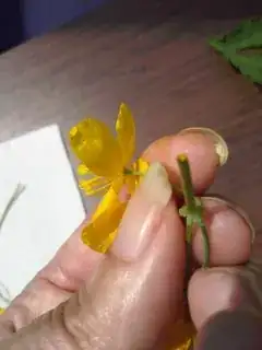 Broken stem, bent flower