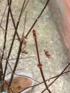 New buds!