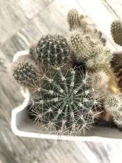 Green cactus