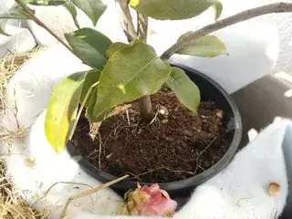 Yellowing leaves